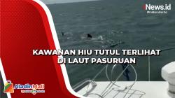 Kawanan Hiu Tutul Terlihat di Laut Pasuruan