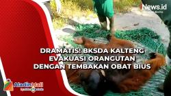 Dramatis! BKSDA Kalteng Evakuasi Orangutan dengan Tembakan Obat Bius