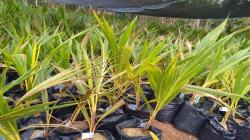 Pemkab Sukoharjo Siapkan Hilirisasi Budi Daya Kelapa Genjah