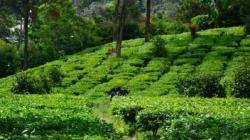 Tempat Wisata Dingin Dekat Jakarta, Cek Harga Tiket Masuk hingga Fasilitasnya