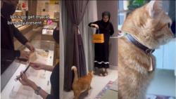 Perempuan Ini Belikan Hadiah Ulang Tahun untuk Kucing, Harganya Bikin Melongo