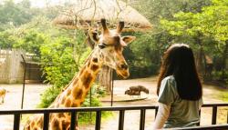 Hore, Pengunjung yang Lahir 16, 17, dan 18 Agustus Gratis Masuk Kebun Binatang Bandung<
