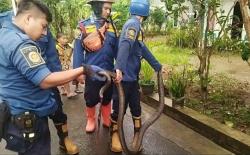 Bikin Panik! King Kobra 3 Meter Muncul di Kamar Warga Tenjo Bogor