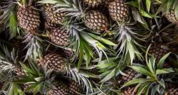 Ide Kreatif Anak Muda Jaga Lingkungan, Ubah Limbah Daun Nanas Jadi Tas Jinjing 