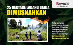 Infografis 25 Hektare Ladang Ganja Dimusnahkan