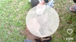 6 Kucing Ditembak Mati di Sesko TNI Bandung, Netizen: Kebiadaban Manusia