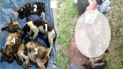 Jenderal Bintang 1 Terduga Penembak Mati 6 Kucing di Sesko TNI Terancam 6 Bulan Penjara