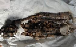 Penemuan Kerangka Manusia Gegerkan Warga Tapsel, Tulang Kepala dan Kaki Terpisah