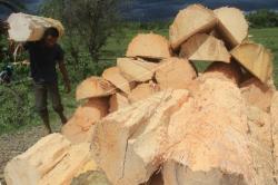 Bulog Berencana Bangun Pabrik Sagu sebagai Pengganti Gandum