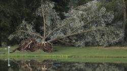 2 Pohon Tumbang akibat Diterjang Badai, 5 Orang Tewas 