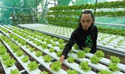 Cerita Inspiratif UMKM Hidroponik Tegal, Bisa Santuni Yatim dan Gandeng Pemuda jadi Petani <
