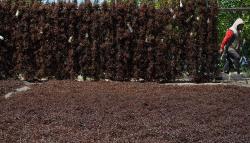 Rumput Laut Diserang Hama Kutu Putih, Petani Kolaka Merugi<