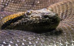 Misteri Ular Raksasa Nabau, Sang Penjaga Hutan Kalimantan yang Hebohkan Media Asing<