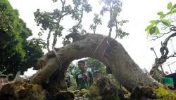 Kontes Bonsai Tingkatkan Ekonomi Kreatif dan Pariwisata Salatiga<