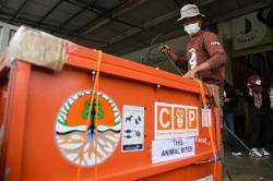 BBKSDA Sumut Terima Orang Utan Sumatera dari Madura