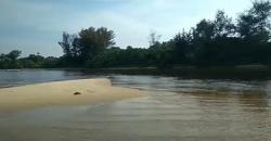 Menjelajahi Pantai Kuala Kambas, Lihat Senja yang Eksotis hingga Ada Hewan Langka