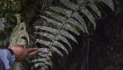 Sungai Cikunir Tasikmalaya Tercemar Limbah Pencucian Tambang Pasir<