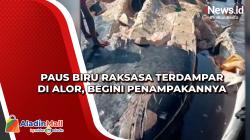 Paus Biru Raksasa Terdampar di Alor, Begini Penampakannya