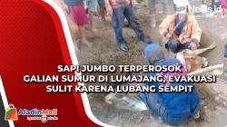 Sapi Jumbo Terperosok Galian Sumur di Lumajang, Evakuasi Sulit karena Lubang Sempit