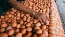 Jelang Natal, Harga Daging dan Telur Ayam di Bengkulu Naik