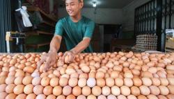 Harga Telur di Pasar DKI Jakarta Hari Ini Turun, Berikut Daftarnya
