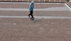 Puluhan Ton Biji Kakao Jembrana Bali Diekspor ke Asia dan Eropa