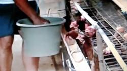 Harga Pakan Ternak Mahal, Peternak di Cilacap Mencampur dengan Nasi Aking