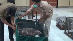 304 Satwa Dilindungi Disita dari Perdagangan Ilegal, Lutung hingga Elang Laut