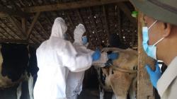 2.279 Ekor Sapi Mati akibat Wabah PMK di KBB, Peternak Rugi Rp30 Miliar