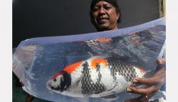 Kontes Ikan Koi Nasional Perebutkan Piala Menko PMK