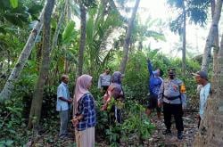 Cari Pakan Ternak, Kakek di Kulonprogo Tewas terjatuh dari Pohon Nangka Setinggi 10 Meter