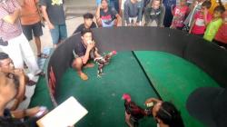 Seru, Kontes Ayam Aduan Semarak HUT RI di Desa Greneng Blora