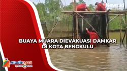 Tersangkut Keramba Nelayan, Buaya Muara Dievakuasi Damkar di Kota Bengkulu