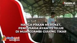 Harga Pakan Meroket, Pengusaha Ayam Petelur di Muarojambi Gulung Tikar
