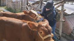 4 Bulan Ditutup akibat PMK, Pasar Hewan di Jelok Boyolali Mulai Dibuka