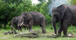 Mengenal Camp ERU, Wisata Edukasi di Lampung sambil Interaksi dengan Gajah