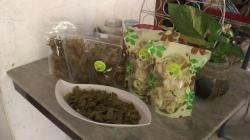 Hebat, Produksi Kerupuk Daun Kelor dari Grobogan Tembus Pasar Dunia