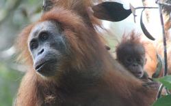 Deretan Fakta Unik Orang Utan Tapanuli Sumatera Utara, Bulu dan Kumis Jadi Perhatian