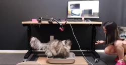 Keren, Perempuan Ini Ciptakan Sistem AI untuk Pantau Kotoran Kucingnya