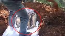 Heboh Belasan Ikan Dewa di Objek Wisata Cibulan Kuningan Mati Mendadak