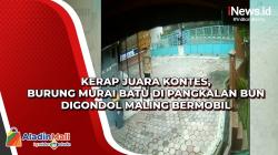 Kerap Juara Kontes, Burung Murai Batu di Pangkalan Bun Digondol Maling Bermobil