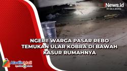 Ngeri! Warga Pasar Rebo Temukan Ular Kobra di Bawah Kasur Rumahnya