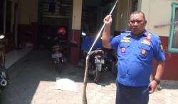 Bikin Resah, Petugas Damkar Mojokerto Evakuasi Ular Piton dari Tembok Rumah Warga