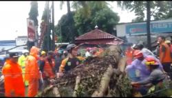 Pohon Tumbang Tutup Jalan, Arus Lalu Lintas Bogor-Sukabumi Macet