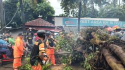 Pohon Tumbang Berhasil Dievakuasi, Jalan Raya Bogor-Sukabumi Lancar Lagi