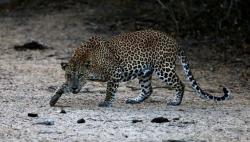 Ternak Domba Warga Habis Dimangsa Macan Gunung Sanggabuana Karawang