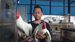 Budi Daya Ayam Onagadori, Pemuda di Jember Ini Raup Keuntungan Puluhan Juta Rupiah