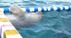 4 Fakta Unik Dugong Langka di Alor, Menyapa Wisatawan hingga Dekat dengan Nelayan