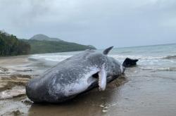 Polres Buru Selatan Kubur Bangkai Paus 12 Meter yang Terdampar, Khawatir Tularkan Penyakit ke Warga