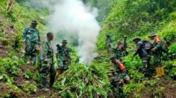 Anggota Kodim 0102/Pidie Temukan 2 Hektare Ladang Ganja, Pemilik Kabur